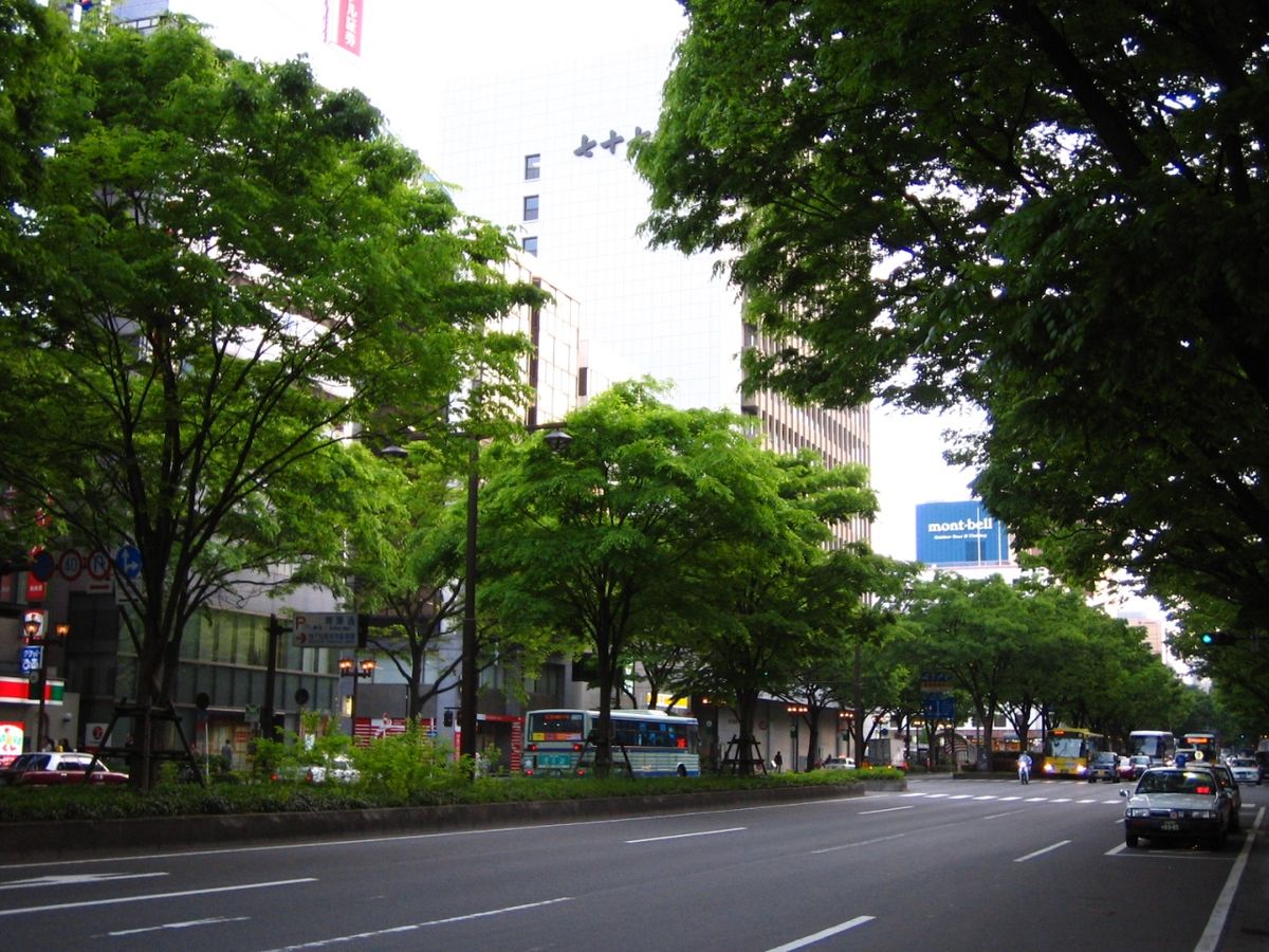 仙台・青葉通りのけやき並木